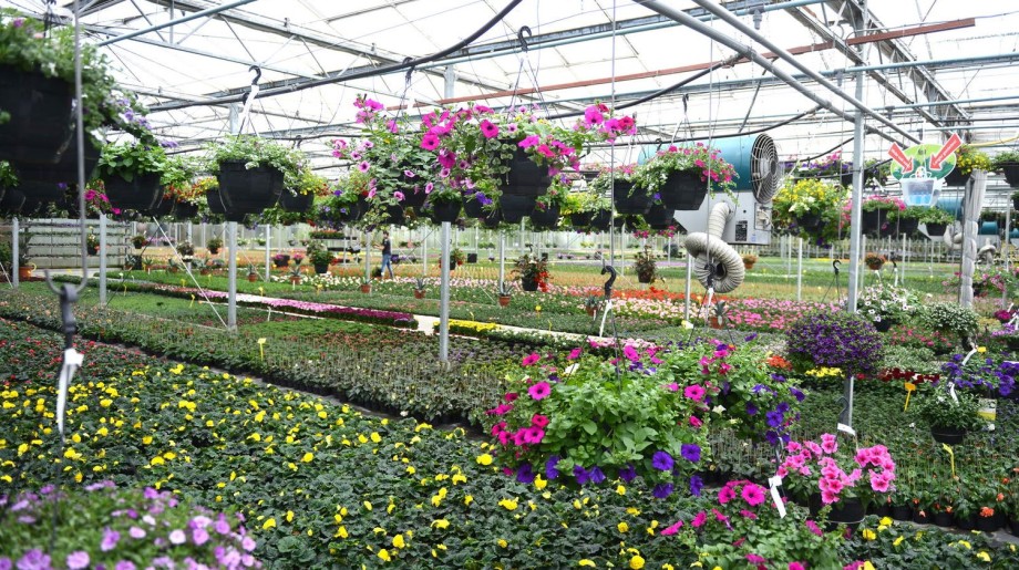 Plantenkwekerij Brugmans Bergeijk afbeelding 2